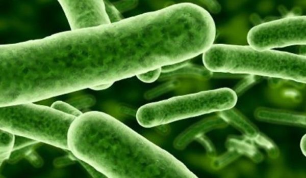 probioticos-770x434-1
